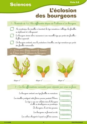 Activités autour de l'été CE2-CM1