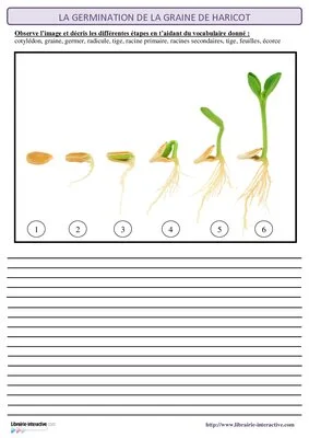 La germination de la graine