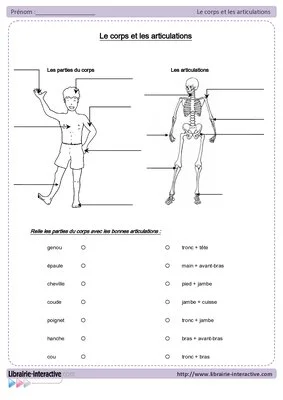 Corps et articulations