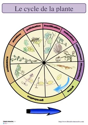Le cycle de la plante
