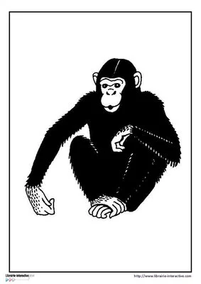 12 puzzles animaux d'Afrique - niv 2