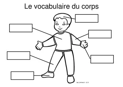 Vocabulaire du corps et du visage