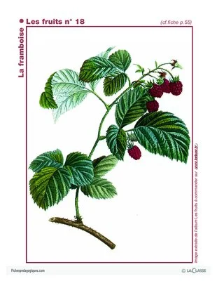 L'imagier des fruits : La framboise (1)