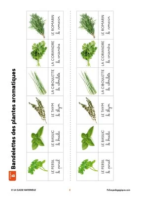 Les plantes aromatiques