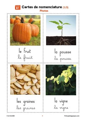 Le cycle de vie de la citrouille