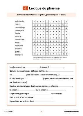 Élever des phasmes