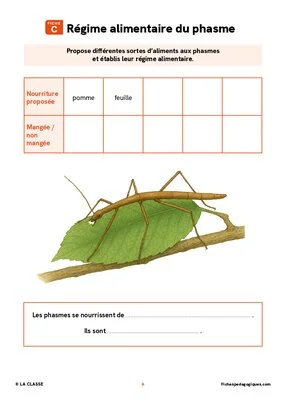 Élever des phasmes