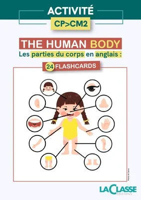 Flashcards : the human body