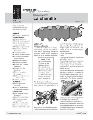Cajolicomptines (18) / La chenille