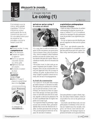 Le coing (1)