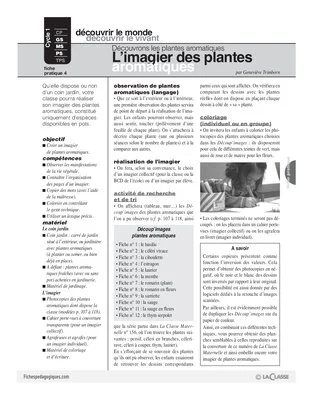 Plantes aromatiques (4) / L'imagier des plantes aromatiques