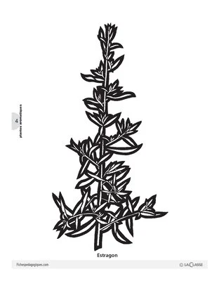 Plantes aromatiques (4) / L'imagier des plantes aromatiques