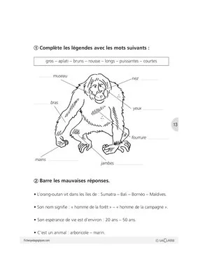 Sauvons les animaux (3) / Les orangs-outans