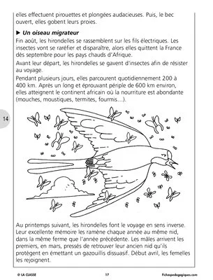 Sauvons les animaux (4) / Les hirondelles